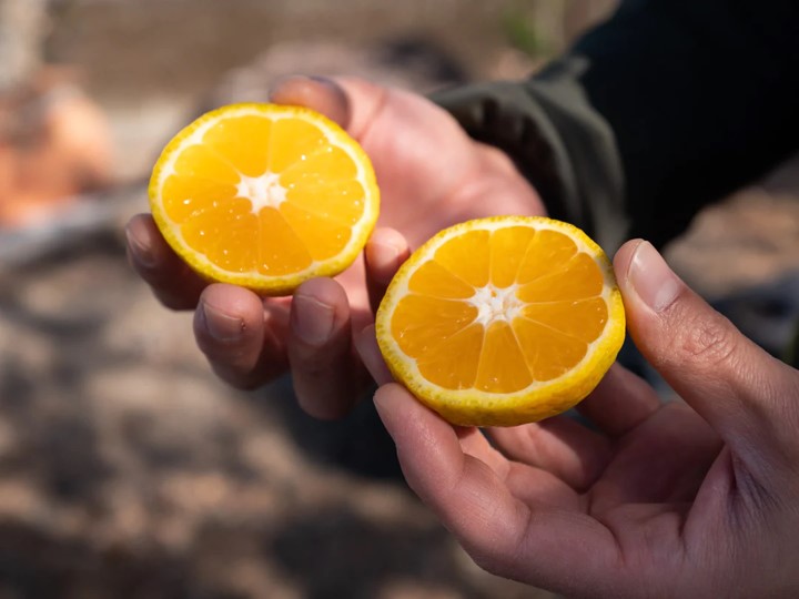 幻の柑橘「花良治」イメージ